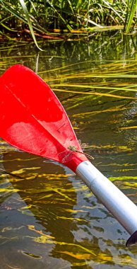 Nehirde rafting yapmak için kürek çeken yusufçuk. Kano yapıyorum. Yaz sporları. Etkin yaşam biçimi