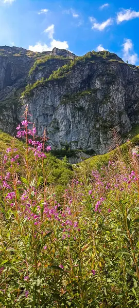 stock image Flowers and blooming valleys in the mountains. Journey to the mountains. Hiking in the Tatra Mountains. Active lifestyle.