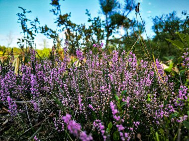 Çayırda mor çiçekler. Çiçekli lavanta. Lavanta çiçeği mevsimi.