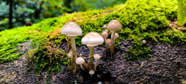  Yağmurdan sonra ormanda mantarlar. Mantar toplama mevsimi. 