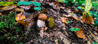 Yağmurdan sonra yeşillikte ormanda iştah açıcı bir boletus. Mantar toplama mevsimi. Bir mantar toplayıcısının rüyası.