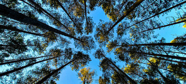 Топы сосен в лесу, панорамная фотография снизу вверх 