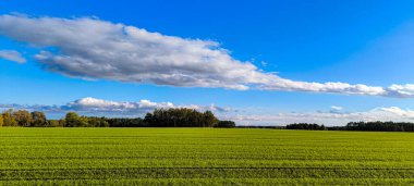 Sonbaharda tarım arazilerinde kış mahsulleri filizlendi.