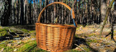 Mantar sepeti ve katlanan bıçak. Mantar toplama mevsimi. 