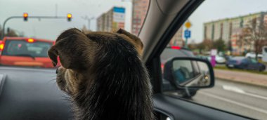 Evcil bir hayvanla arabada seyahat etmek. Bir köpekle seyahat etmek.. 