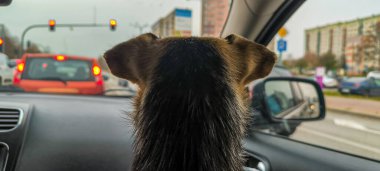 Evcil bir hayvanla arabada seyahat etmek. Bir köpekle seyahat etmek..