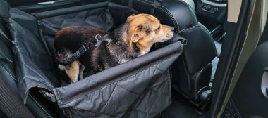 Özel bir araçla özel bir araçta bir köpek. Evcil bir hayvanla iyi yolculuklar. Bir köpek evcil hayvanının arabadaki gerçek ulaşımı..