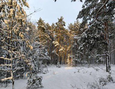 Karla kaplı ormanda yürüyor. Kış ormanı manzaraları. Açık hava eğlencesi. Yüksek kalite fotoğraf