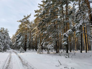 Karla kaplı ormanda yürüyor. Kış ormanı manzaraları. Açık hava eğlencesi. Yüksek kalite fotoğraf