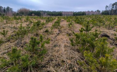 Kozalaklı ağaçların orman tarlaları. Sıralar dolusu çiçek tozu. Yüksek kalite fotoğraf