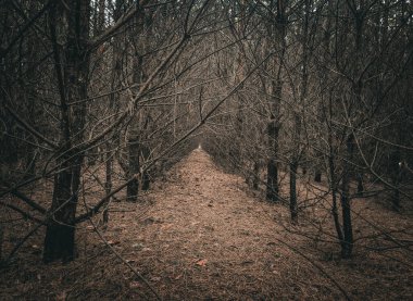 Kışın kozalaklı ağaçların orman tarlaları. Sıralar dolusu çiçek tozu. Yüksek kalite fotoğraf
