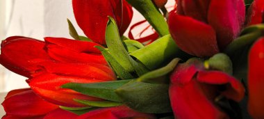 Yakın plan kırmızı laleler. Sevilen kadınlar için hediyeler. Yüksek kalite fotoğraf