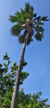 Praia de Iracema Fortaleza, Ceara, Brezilya
