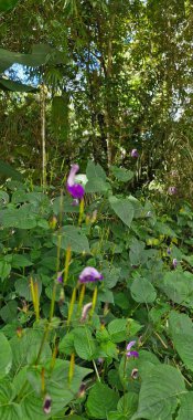 Bir Praia de Itamambuca, localizada em Ubatuba, litoral norte de So Paulo, um dos destinos mais procurados por surfistas e amantes da natureza. Hadi, hadi, hadi, hadi, hadi, hadi, hadi, hadi, hadi, hadi, hadi, hadi.
