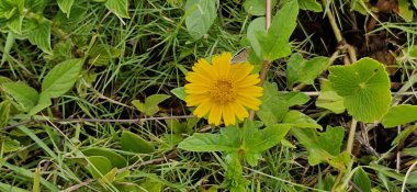 Sphagneticola trilobata, Asteraceae familyasına ait bir Sphagneticola türü. Halk arasında margarido, marigold, bataklık kadife çiçeği, pico-da-praia, vedlia ya da insülin olarak bilinir. Meksika 'dan Arjantin' e kadar uzanan bir bitkidir..