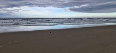 Güney kanadı, güney kanadı, güney kanadı, güney kanadı, güney kanadı veya güney kanadı (Portekiz), Charadriiformes familyasından bir kuş türü..