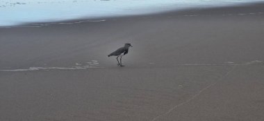 Güney kanadı, güney kanadı, güney kanadı, güney kanadı, güney kanadı veya güney kanadı (Portekiz), Charadriiformes familyasından bir kuş türü..