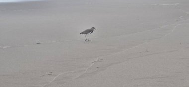 Güney kanadı, güney kanadı, güney kanadı, güney kanadı, güney kanadı veya güney kanadı (Portekiz), Charadriiformes familyasından bir kuş türü..