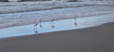 Kumsalda martılar ve beyaz balıkçıllar