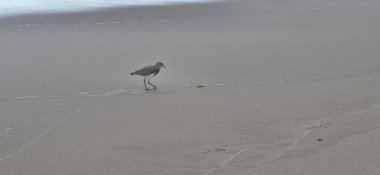 Güney kanadı, güney kanadı, güney kanadı, güney kanadı, güney kanadı veya güney kanadı (Portekiz), Charadriiformes familyasından bir kuş türü..