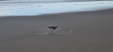 Güney kanadı, güney kanadı, güney kanadı, güney kanadı, güney kanadı veya güney kanadı (Portekiz), Charadriiformes familyasından bir kuş türü..