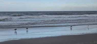 Kumsalda martılar ve beyaz balıkçıllar