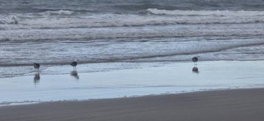 Kumsalda martılar ve beyaz balıkçıllar