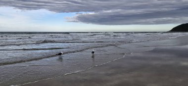 Kumsalda martılar ve beyaz balıkçıllar