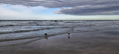 Kumsalda martılar ve beyaz balıkçıllar