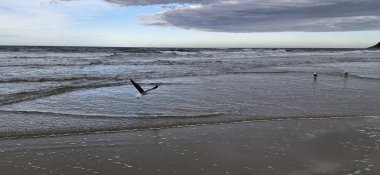 Kumsalda martılar ve beyaz balıkçıllar