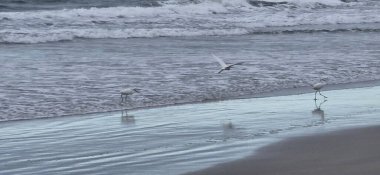 Kumsalda martılar ve beyaz balıkçıllar