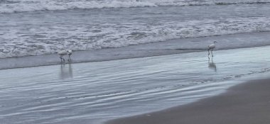 Kumsalda martılar ve beyaz balıkçıllar