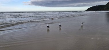 Kumsalda martılar ve beyaz balıkçıllar