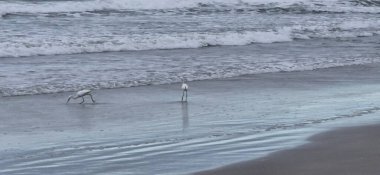 Kumsalda martılar ve beyaz balıkçıllar