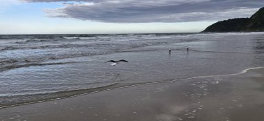 Kumsalda martılar ve beyaz balıkçıllar