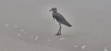 Güney kanadı, güney kanadı, güney kanadı, güney kanadı, güney kanadı veya güney kanadı (Portekiz), Charadriiformes familyasından bir kuş türü..