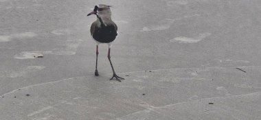 Güney kanadı, güney kanadı, güney kanadı, güney kanadı, güney kanadı veya güney kanadı (Portekiz), Charadriiformes familyasından bir kuş türü..