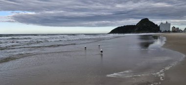 Kumsalda martılar ve beyaz balıkçıllar