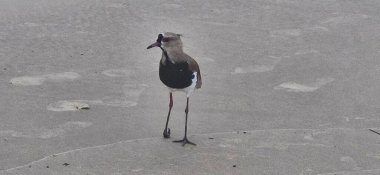 Güney kanadı, güney kanadı, güney kanadı, güney kanadı, güney kanadı veya güney kanadı (Portekiz), Charadriiformes familyasından bir kuş türü..