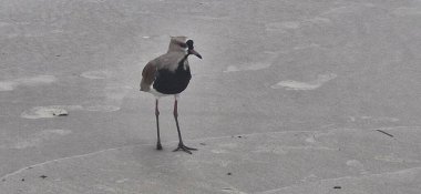 Güney kanadı, güney kanadı, güney kanadı, güney kanadı, güney kanadı veya güney kanadı (Portekiz), Charadriiformes familyasından bir kuş türü..