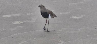 Güney kanadı, güney kanadı, güney kanadı, güney kanadı, güney kanadı veya güney kanadı (Portekiz), Charadriiformes familyasından bir kuş türü..