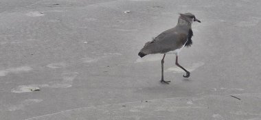 Güney kanadı, güney kanadı, güney kanadı, güney kanadı, güney kanadı veya güney kanadı (Portekiz), Charadriiformes familyasından bir kuş türü..