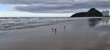 Kumsalda martılar ve beyaz balıkçıllar