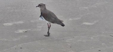 Güney kanadı, güney kanadı, güney kanadı, güney kanadı, güney kanadı veya güney kanadı (Portekiz), Charadriiformes familyasından bir kuş türü..