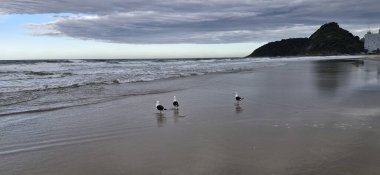 Kumsalda martılar ve beyaz balıkçıllar