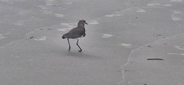 Güney kanadı, güney kanadı, güney kanadı, güney kanadı, güney kanadı veya güney kanadı (Portekiz), Charadriiformes familyasından bir kuş türü..