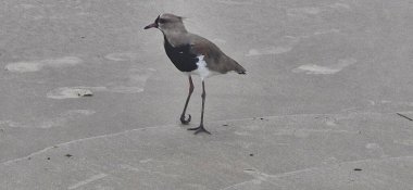 Güney kanadı, güney kanadı, güney kanadı, güney kanadı, güney kanadı veya güney kanadı (Portekiz), Charadriiformes familyasından bir kuş türü..