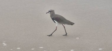 Güney kanadı, güney kanadı, güney kanadı, güney kanadı, güney kanadı veya güney kanadı (Portekiz), Charadriiformes familyasından bir kuş türü..