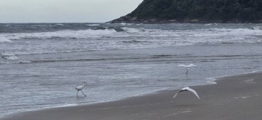 Kumsalda martılar ve beyaz balıkçıllar