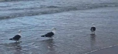 siyah ve beyaz martılar